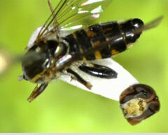 Toxomerus occidentalis