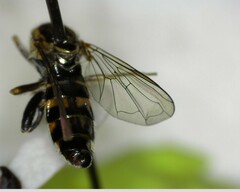 Toxomerus occidentalis