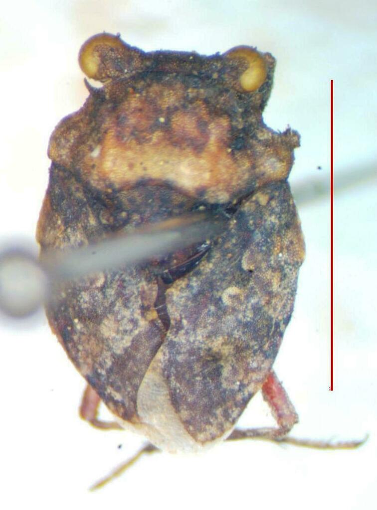 Gelastocoris hungerfordi