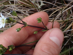 Gentiana douglasiana