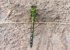 Ophiogomphus cecilia