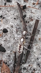 Ellipsoptera gratiosa