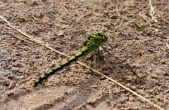 Ophiogomphus cecilia