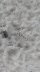 Ellipsoptera gratiosa