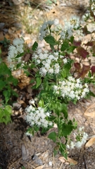 Ageratina herbacea