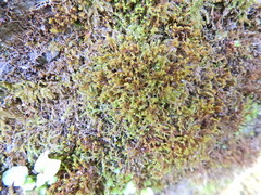 Tortella tortuosa