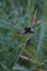 Schoenoplectus lacustris