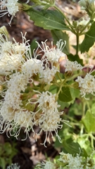 Ageratina herbacea
