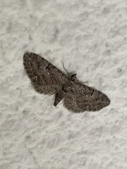 Eupithecia pusillata