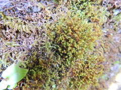 Tortella tortuosa