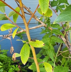 Syrphus opinator