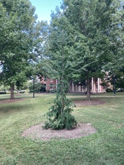 Sciadopitys verticillata