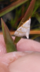 Leptosteges