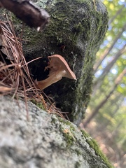 Tricholomopsis decora