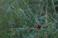 Schoenoplectus lacustris