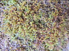 Tortella tortuosa