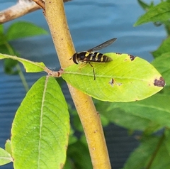 Syrphus opinator