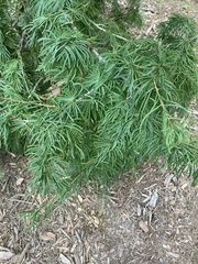 Sciadopitys verticillata