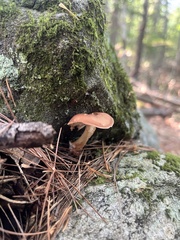 Tricholomopsis decora