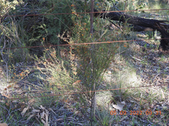 Daviesia leptophylla