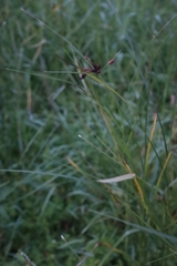 Schoenoplectus lacustris