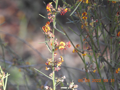 Daviesia leptophylla