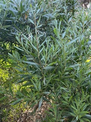 Acacia longifolia