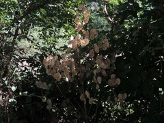 Lunaria annua