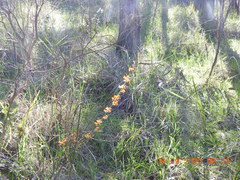 Daviesia leptophylla