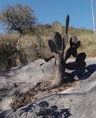 Opuntia oligacantha