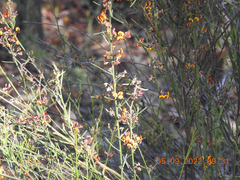 Daviesia leptophylla
