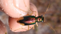 Tetracha carolina