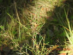 Daviesia leptophylla