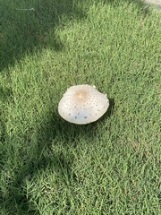 Chlorophyllum