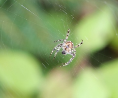 Araneus diadematus