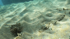 Urobatis jamaicensis