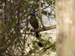 Eumomota superciliosa