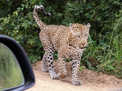 Panthera pardus pardus