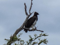 Polemaetus bellicosus