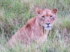 Panthera leo melanochaita