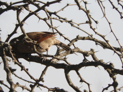 Agelaioides badius