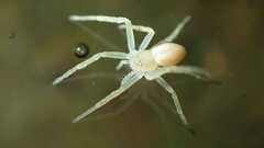 Philodromus