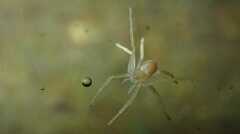 Philodromus