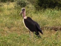 Leptoptilos crumenifer