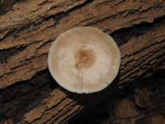 Pluteus