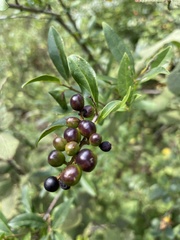 Ligustrum vulgare