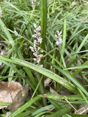 Liriope muscari