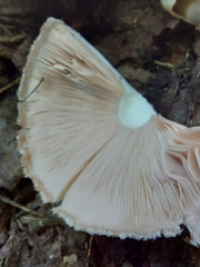 Hericium erinaceus