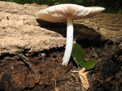 Pluteus