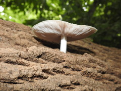 Pluteus